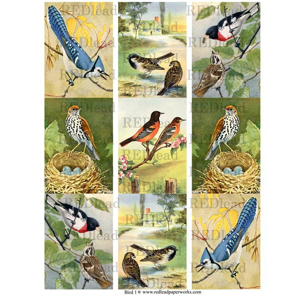 Bird Collage Sheet 1