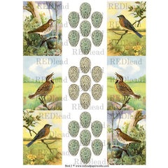 Bird Collage Sheet 2