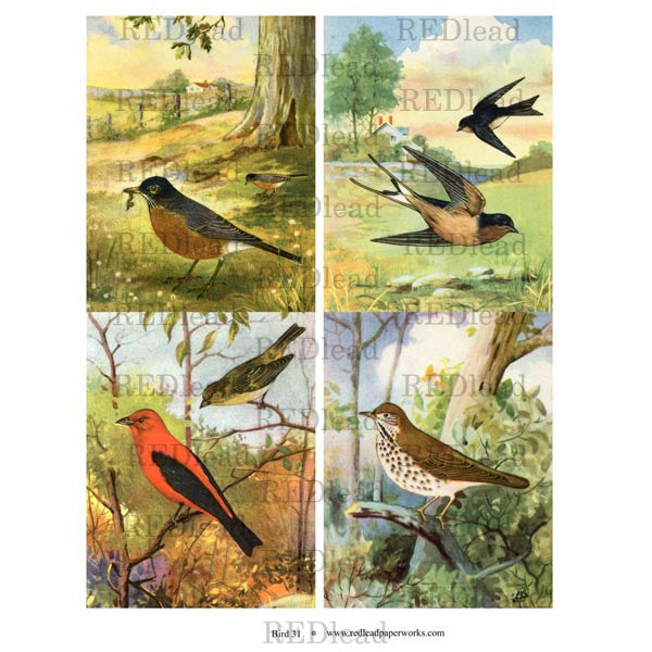 Bird Collage Sheet 31