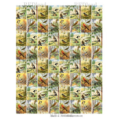 Bird Collage Sheets 