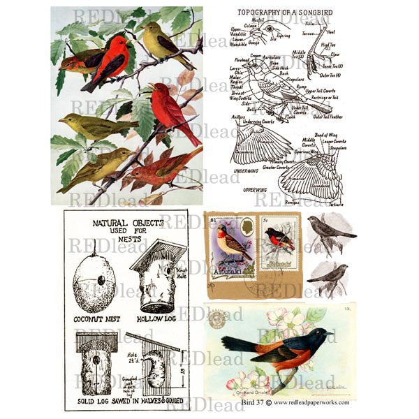 Bird Collage Sheet 37