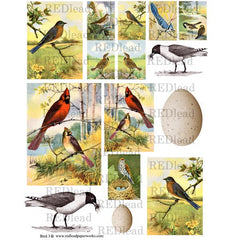 Bird Collage Sheet 3
