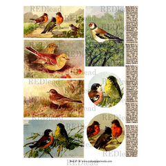 Bird 45 Collage Sheet