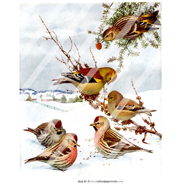 Bird 49 Collage Sheet