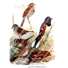Bird Collage Sheet 50