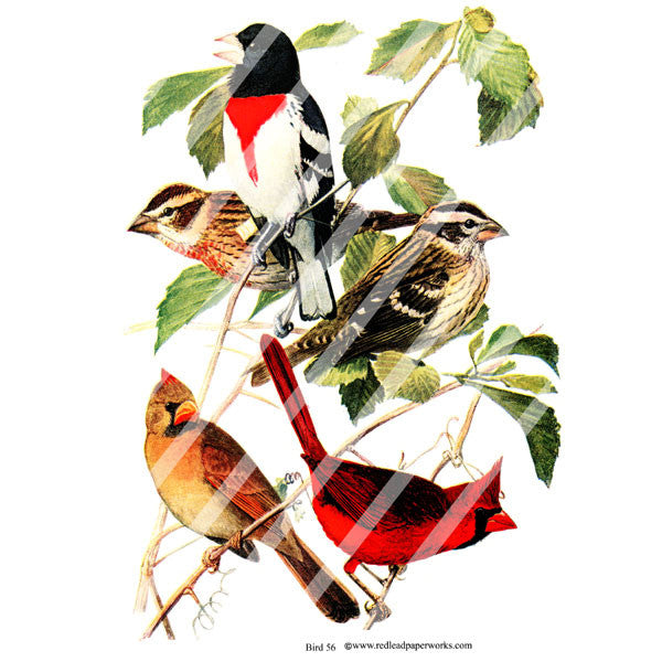 Bird Collage Sheet 56