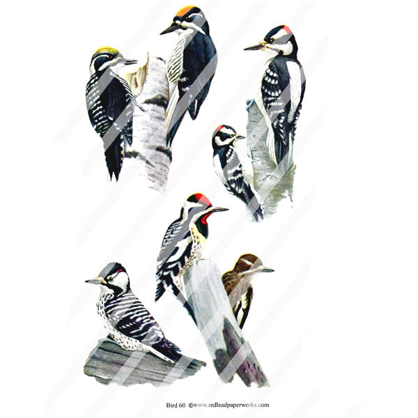 Bird Collage Sheet 60