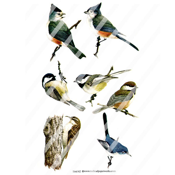 Bird Collage Sheet 62