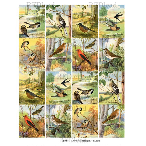 Bird Collage Sheet 6