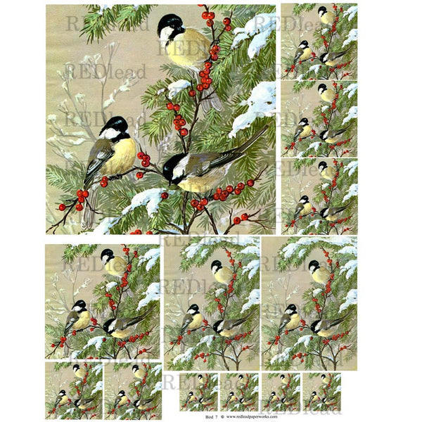 Bird Collage Sheet  7