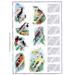Bird 72 Collage Sheet