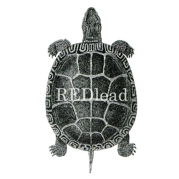 turtle rubber stamp