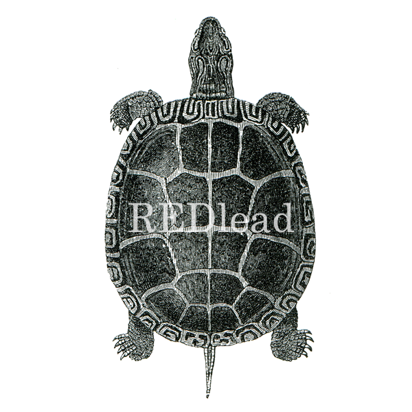 Turtle Rubber Stamp