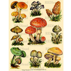 Collage Sheet Autumn Mushrooms Vintage Elements 62