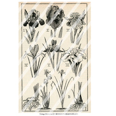 Vintage Elements 213 Collage Sheet