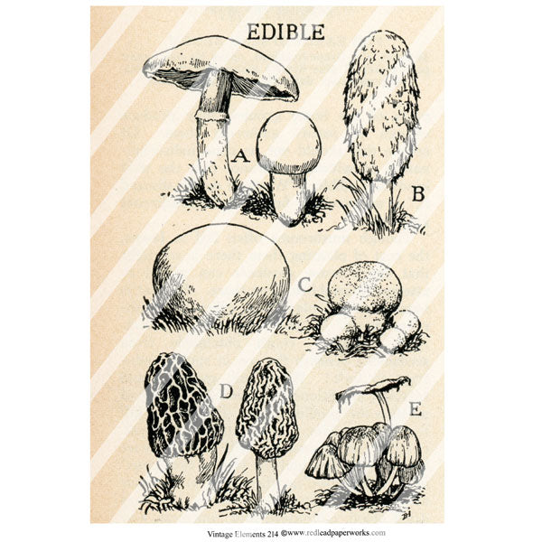 Vintage Elements 214 Autumn Mushrooms Collage Sheet