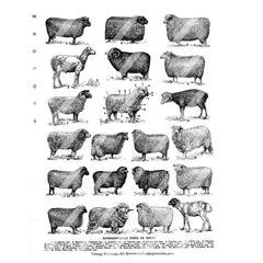 vintage sheep collage sheet