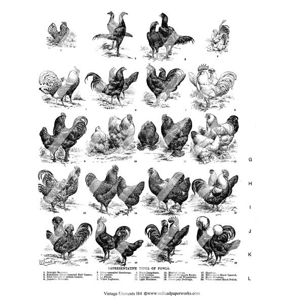 hens and roosters collage sheet