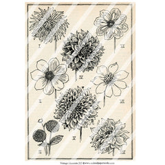 Vintage Elements 212 Collage Sheet